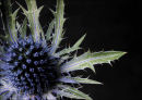 Sea Holly